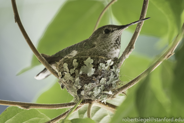 hummingbird